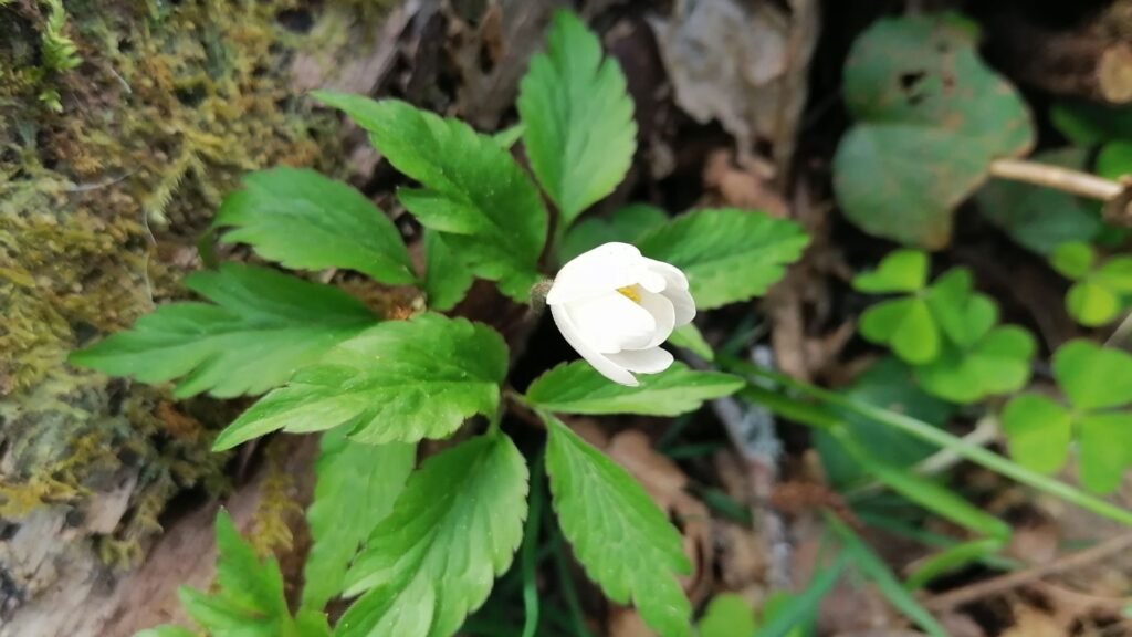 Wood anemone in the forest on Ostara.