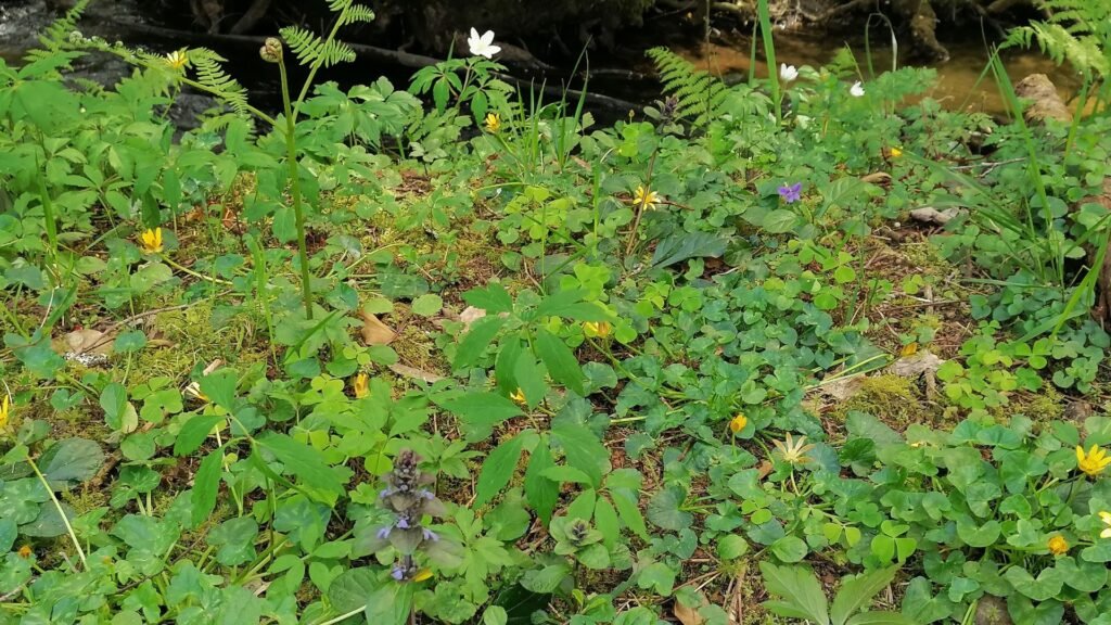 Spring flowers and herbs in the forest on Ostara, spring equinox.