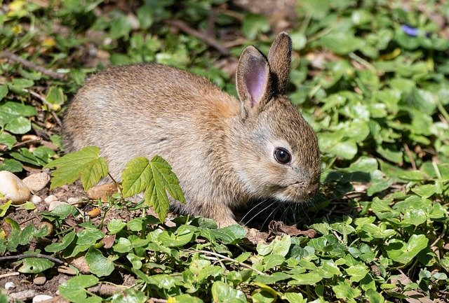 Rabbit enjoying spring herbs in the forest.