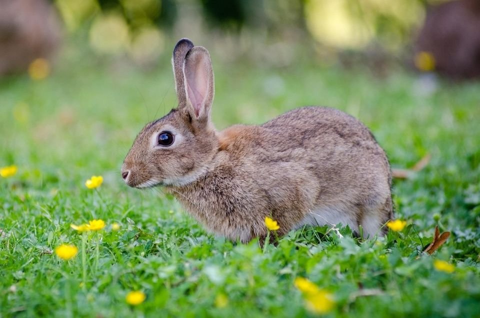 Rabbit eating fresh herbs in nature.