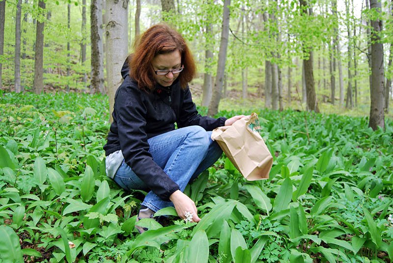 foraging wild garlic in the forest