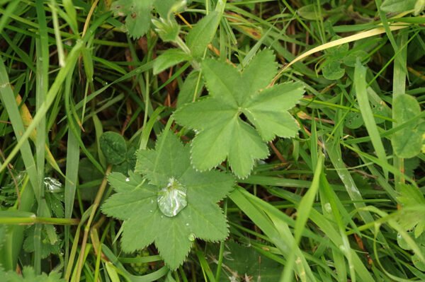 Ladies Mantle (Alchemilla) on a meadow.