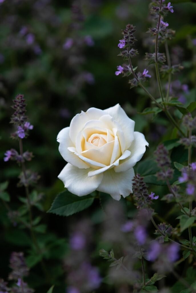 White rose in herb garden, alchemical symbol