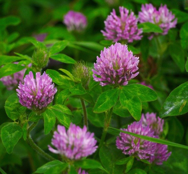 red clover, trifolium