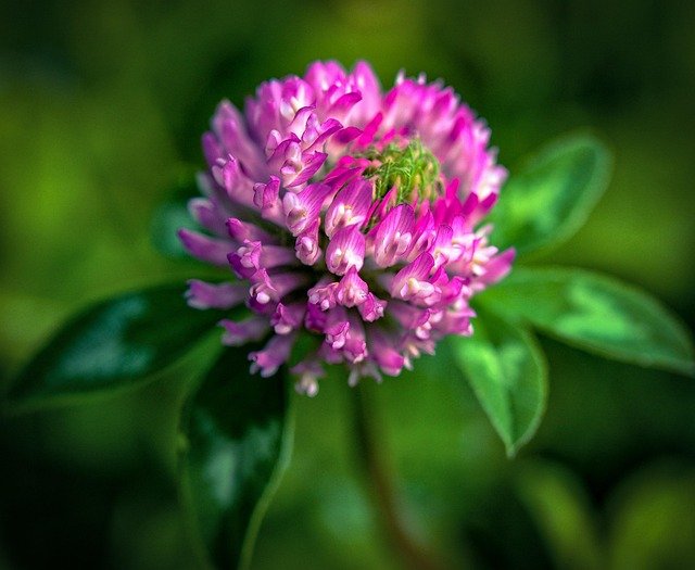red clover, trifolium