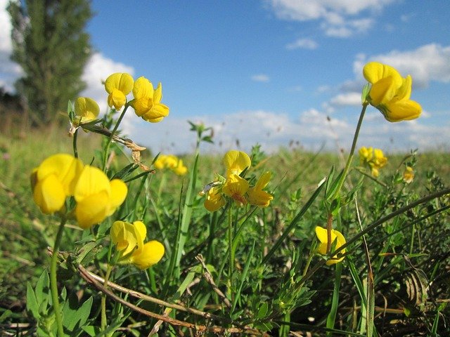 yellow clover, trifolium