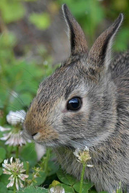 rabbit eating white clover