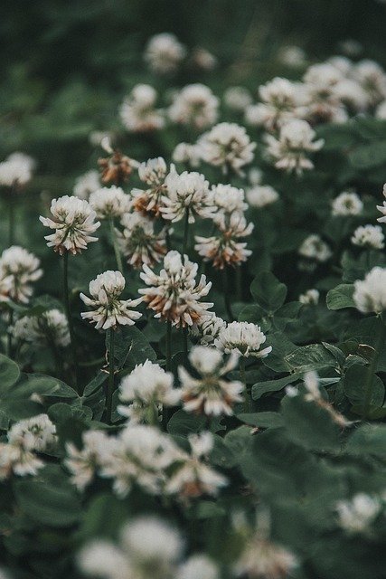 white clover, trifolium