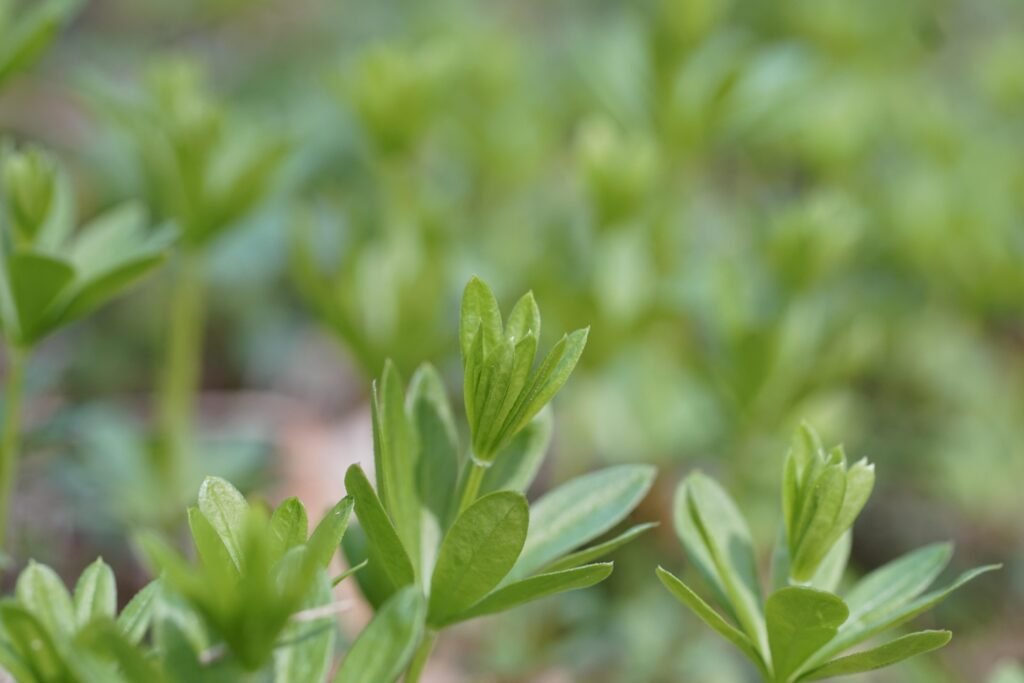 sweet woodruff, waldmeister