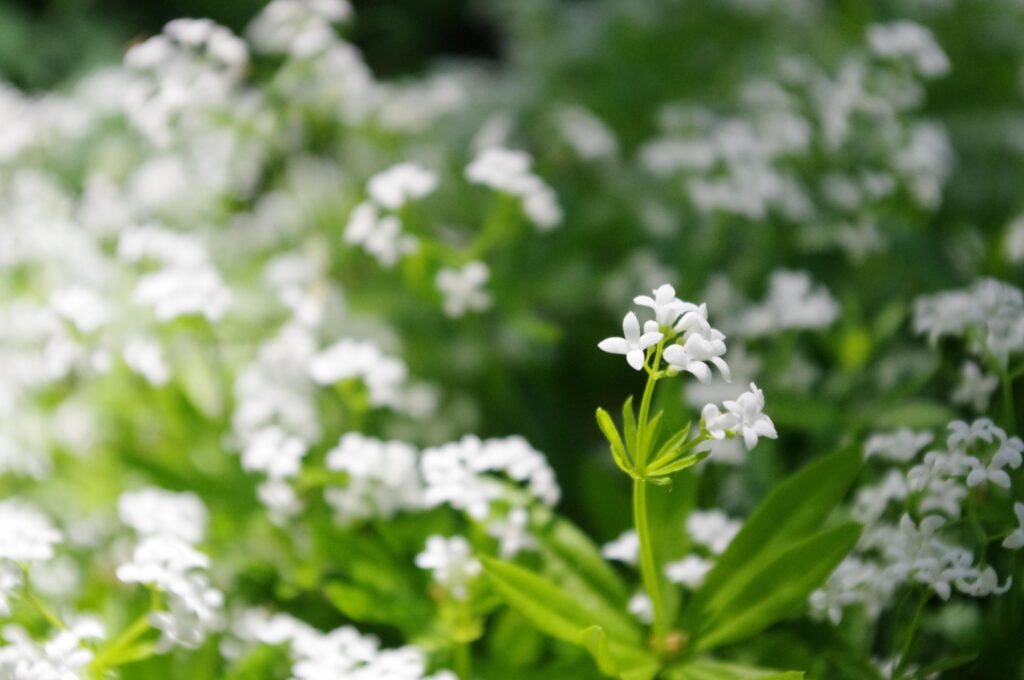 Sweet Woodruff with flowers in forest