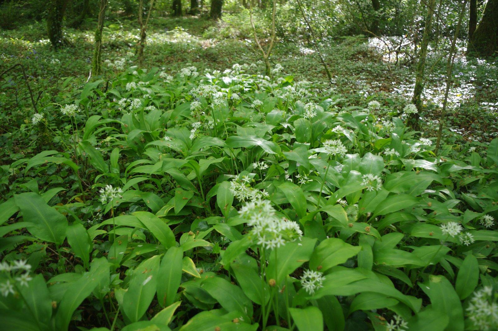 Flowering wild garlic field in forest