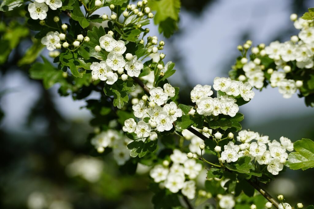 flowering hawthorn