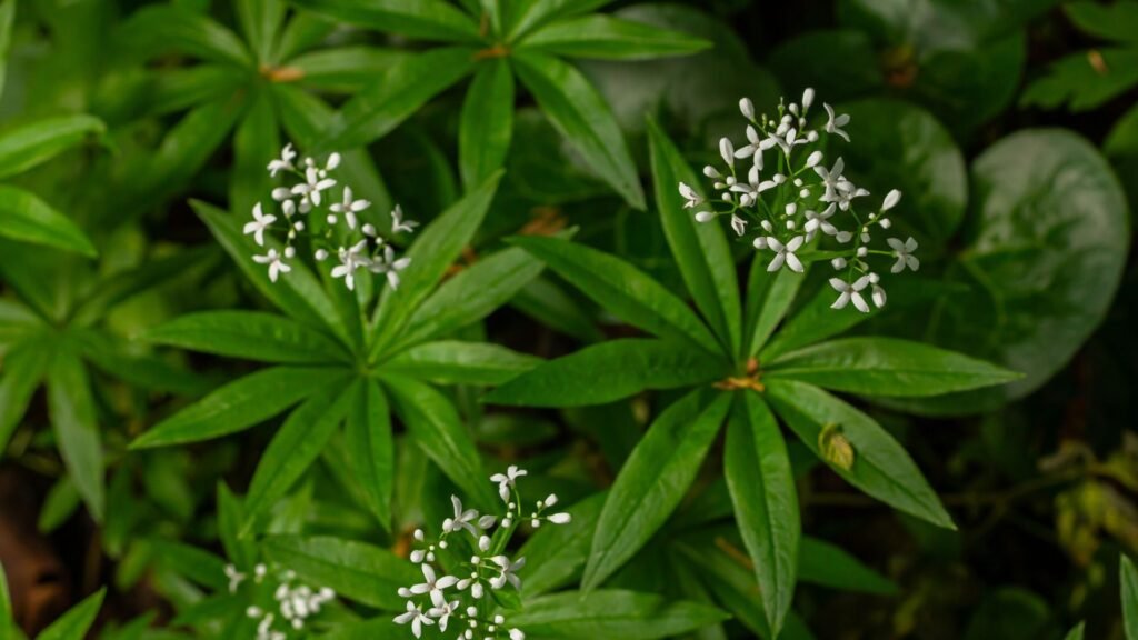 sweet woodruff