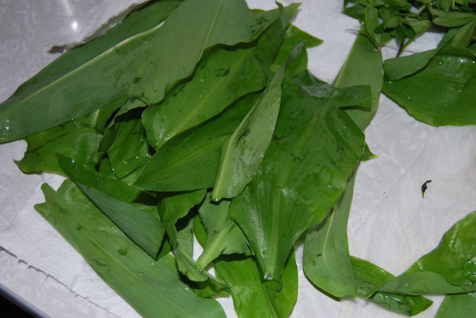 Drying wild garlic after washing
