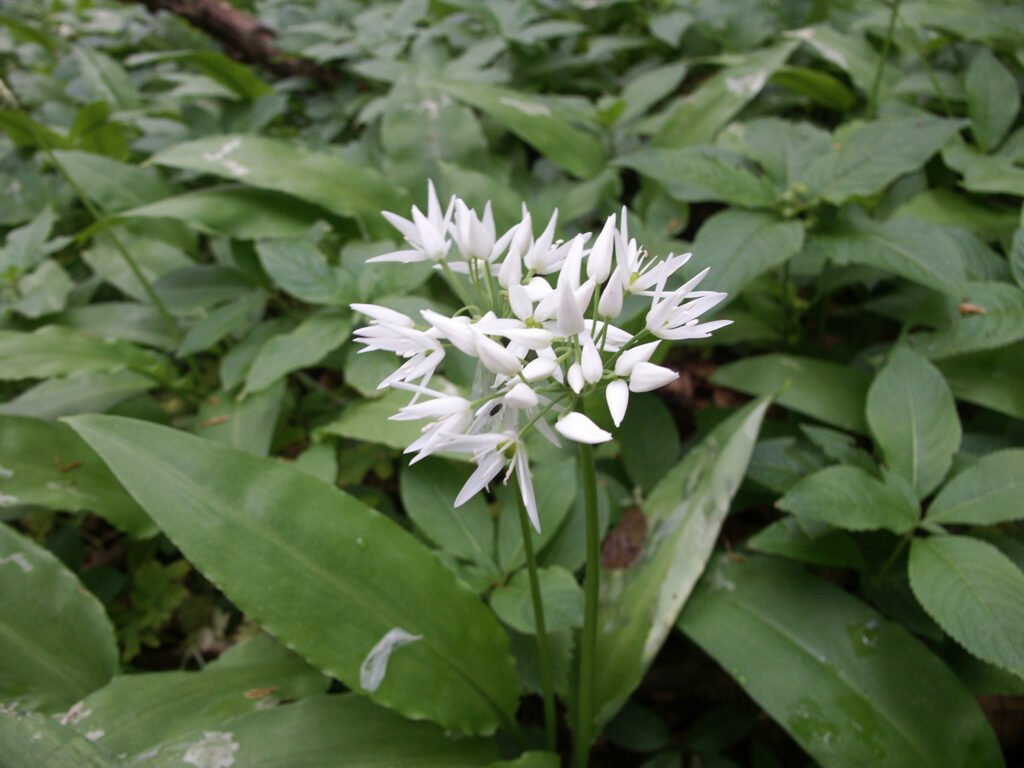 Wild garlic flower
