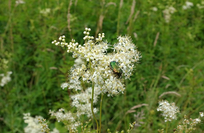 Meadowsweet herb