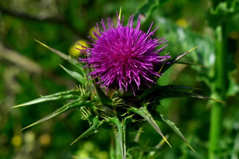 milk thistle with spikes