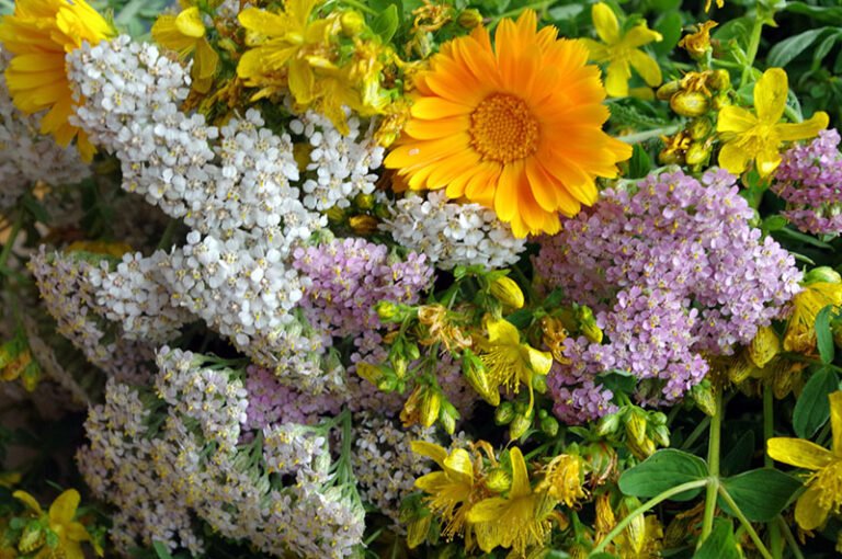 Summer Solstice herbs