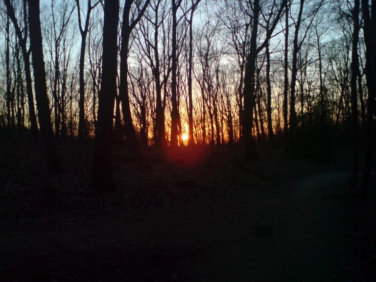 Sun in the forest at Winter Solstice