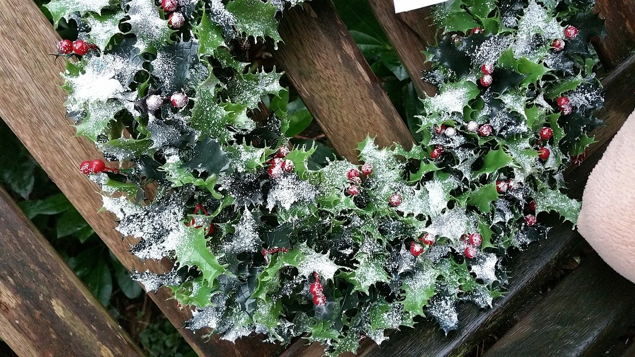 Holly Wreath