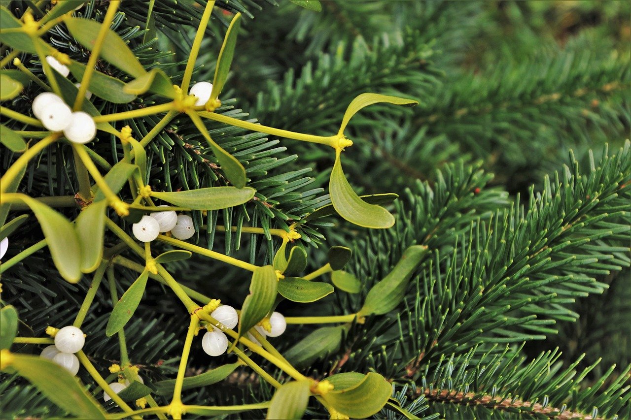 Mistletoe and fir