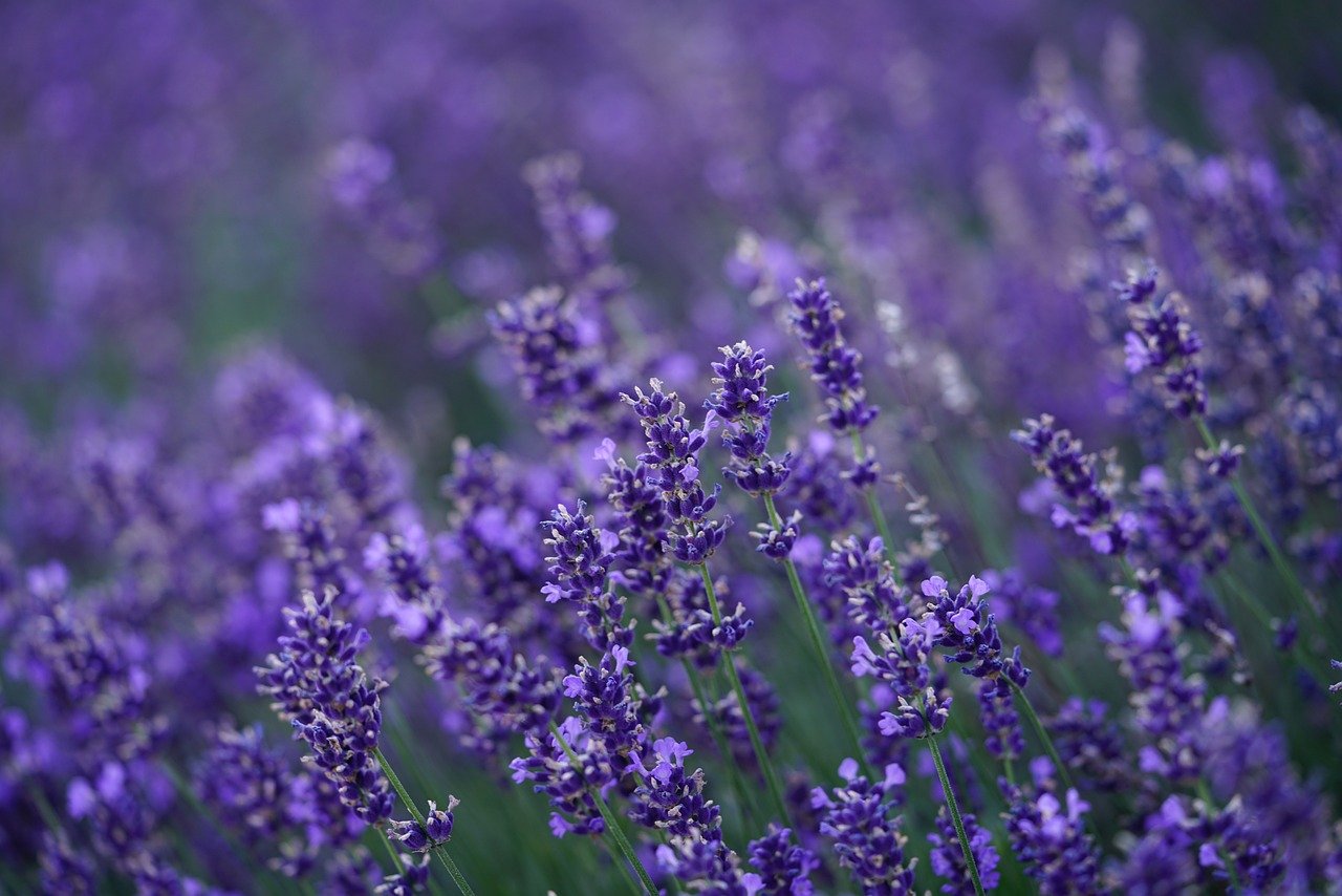 Lavender