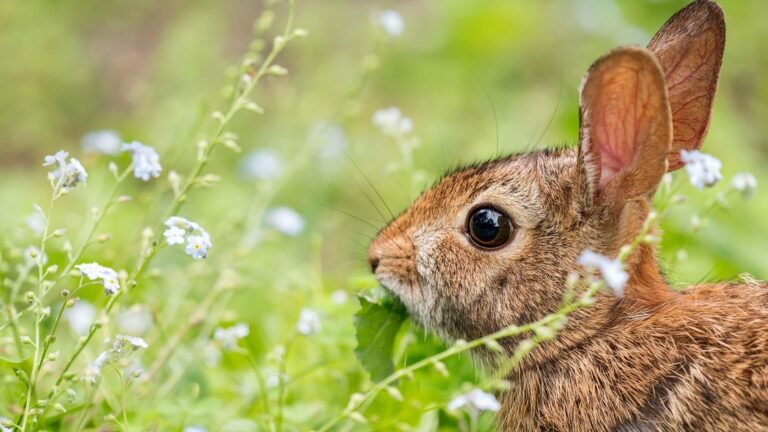 Rabbit enjoying herbs at Ostara, Easter