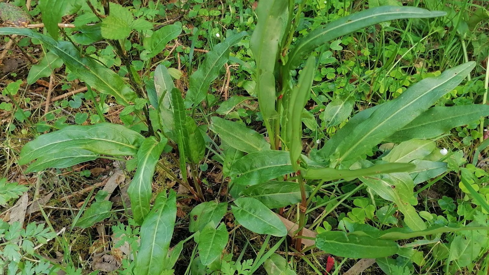 Sorrel in the forest on Ostara.