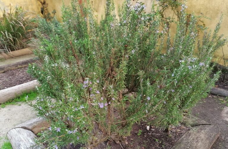Rosemary, rosemary bush with flowers