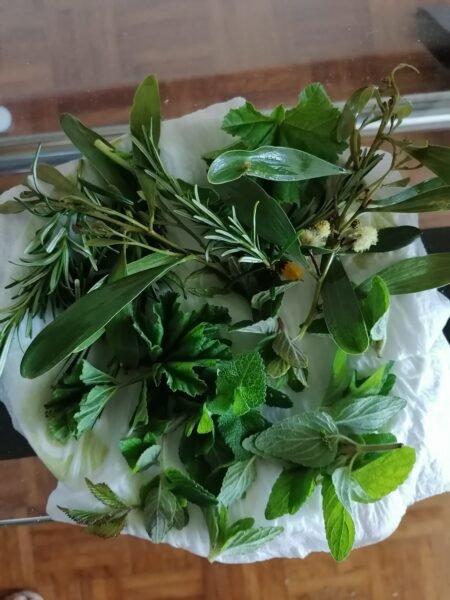 Drying freshly gathered herbs after washing.