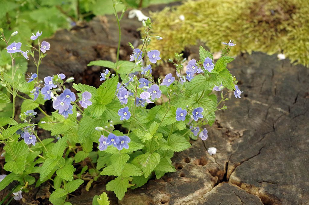 Speedwell in the forest park.