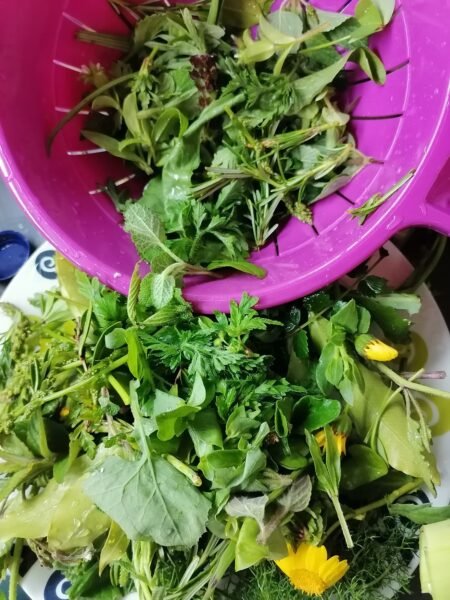 Wild herb salad, ready after washing well in colander.