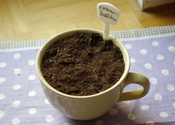 Basil sown into old vintage cup.