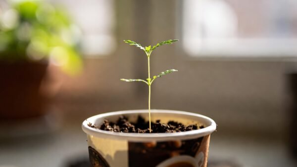 Upcycled paper coffee cup as herb seedling starter pot.