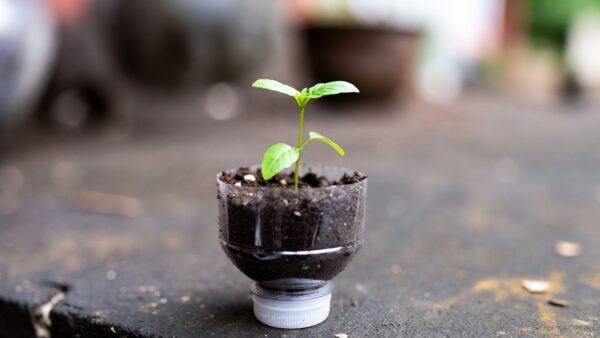 Cut plastic water bottle as pot for herb seedlings.