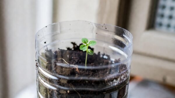pastic bottle, cut open, as herb seedling starter pot