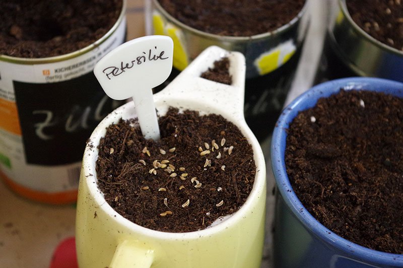 Seeds in old mugs and ceramic cans.