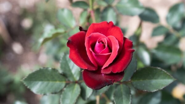 red rose for healing, Rosa centifolia