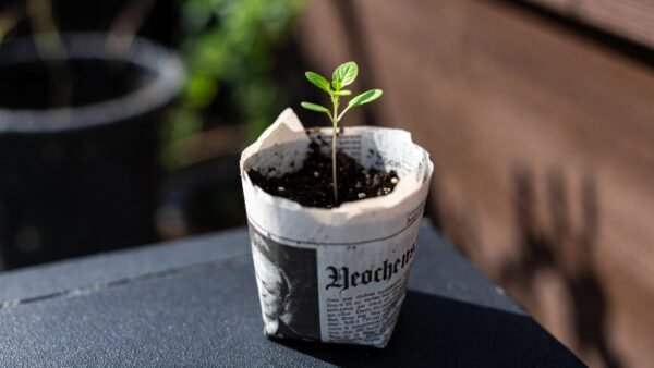 Herb seedling in newspaper starter pot