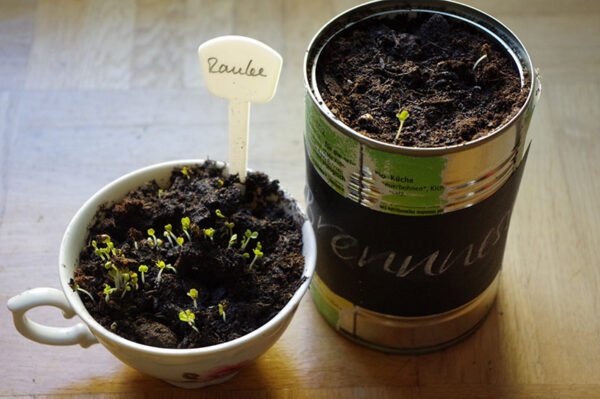 Little herb seedlings in old vintage cup and in recycled tin can.