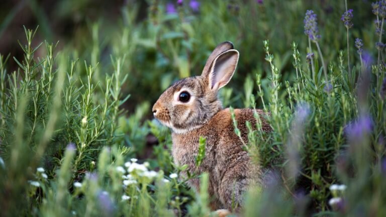 Easter bunny in herb garden, easter symbolism. Rabbit sitting between herb plants like rosemary, lavender.