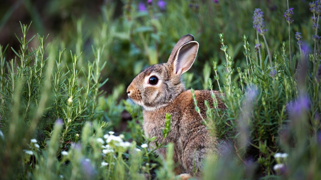 Easter bunny in herb garden, easter symbolism. Rabbit sitting between herb plants like rosemary, lavender.