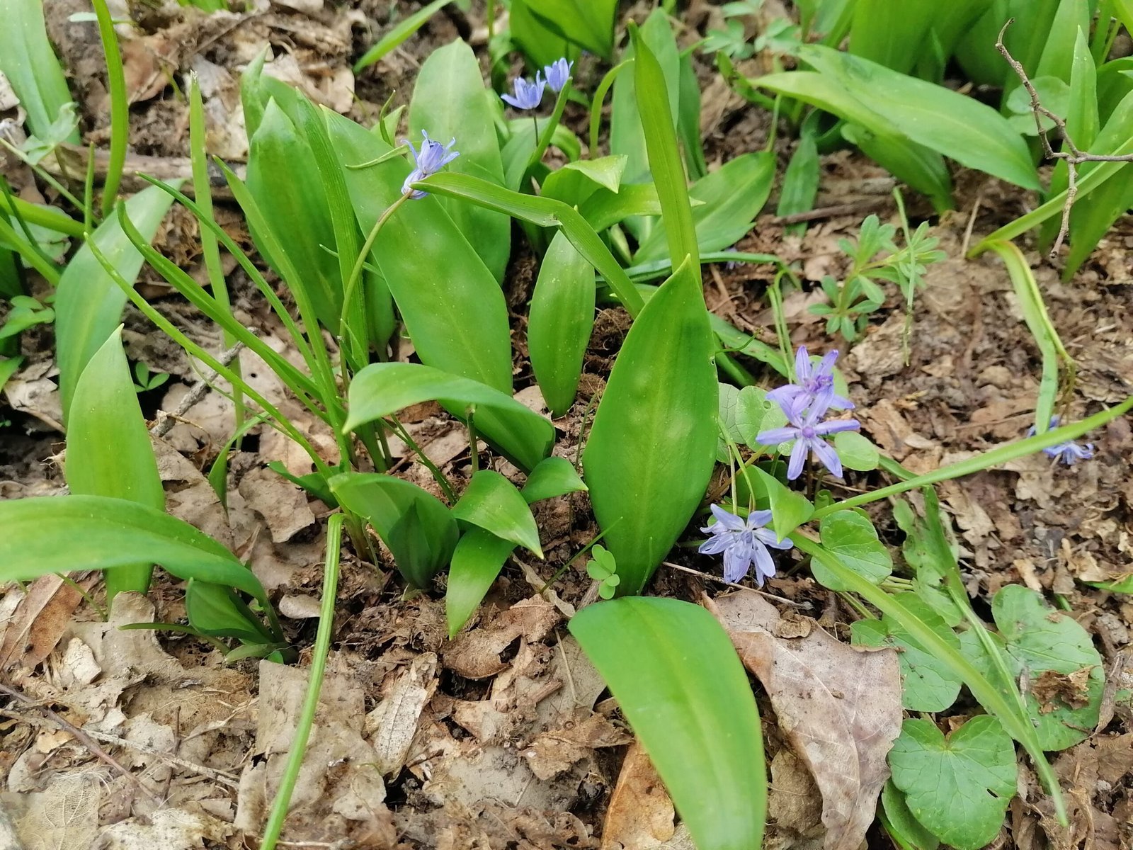 First wild garlic in spring forest.